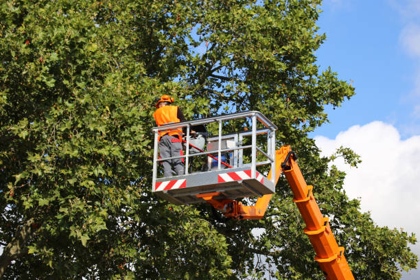 Best Hedge Trimming  in Vinita Park, MO