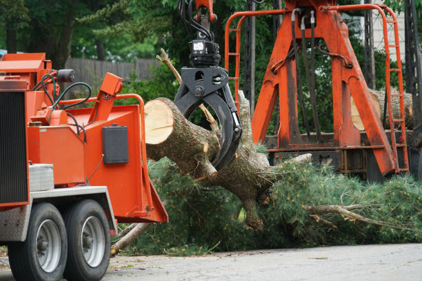 Best Tree Disease Treatment  in Vinita Park, MO